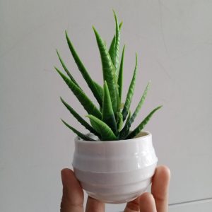 Ini adalah Bunga Plastik Aloe material: Plastic, color: green, brand: bungaplastikbojonegoro, pattern: plain aloevera,
